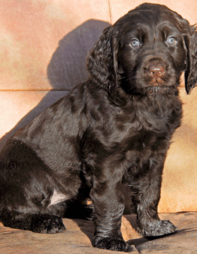 Anna - een van de pups uit het vierde nest van Ayla - Fayah's Prinsenbos