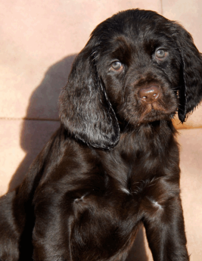 Belle - een van de pups uit het vierde nest van Ayla - Fayah's Prinsenbos