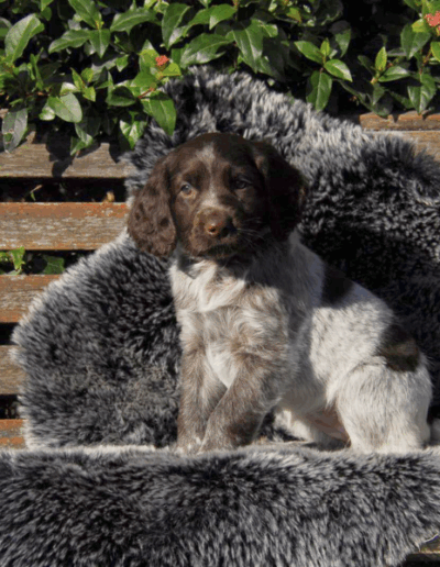 Blitzen - een van de pups uit het eerste nest van Hailey - Fayah's Prinsenbos