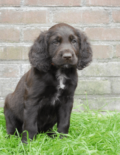 Cardhu, een van de pups uit het derde nest van Ayla - Fayah's Prinsenbos