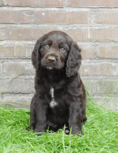Chivas, een van de pups uit het derde nest van Ayla - Fayah's Prinsenbos