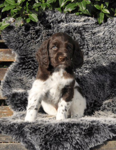 Comet - een van de pups uit het eerste nest van Hailey - Fayah's Prinsenbos