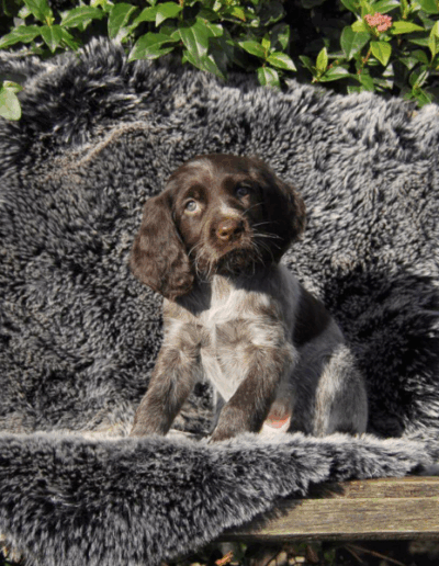 Dancer - een van de pups uit het eerste nest van Hailey - Fayah's Prinsenbos