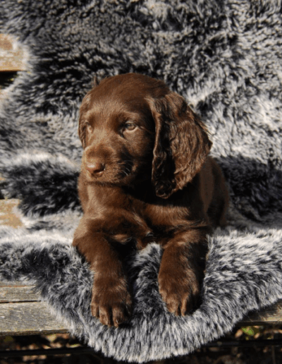 Donner - een van de pups uit het eerste nest van Hailey - Fayah's Prinsenbos