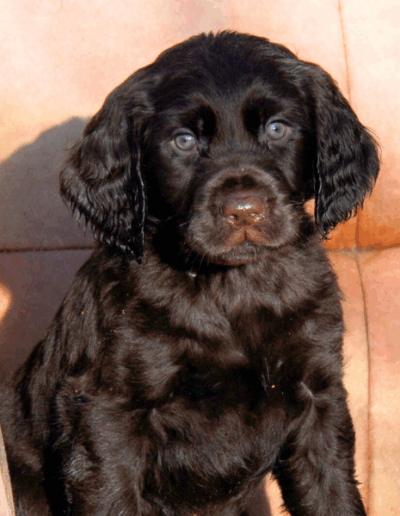 Elsa - een van de pups uit het vierde nest van Ayla - Fayah's Prinsenbos