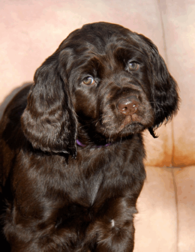 Ivy - een van de pups uit het vierde nest van Ayla - Fayah's Prinsenbos
