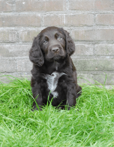 Jack-Daniels, een van de pups uit het derde nest van Ayla - Fayah's Prinsenbos