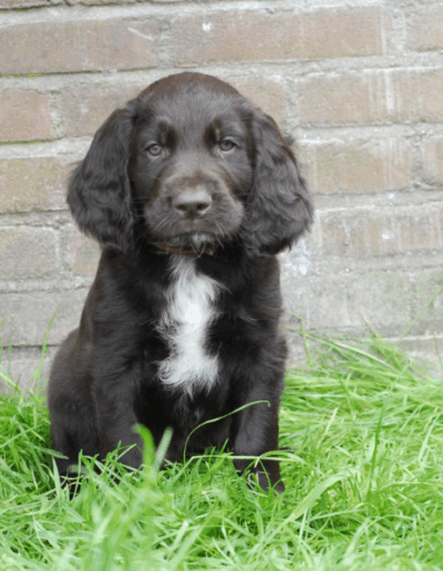 Jameson, een van de pups uit het derde nest van Ayla - Fayah's Prinsenbos