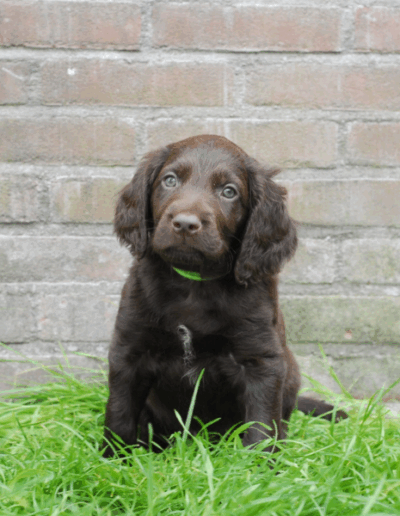 Johnnie-Walker - een van de pups uit het derde nest van Ayla - Fayah's Prinsenbos