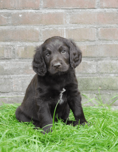 Jura, een van de pups uit het derde nest van Ayla - Fayah's Prinsenbos