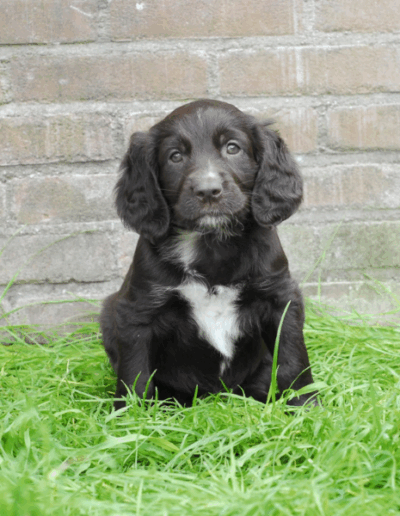 Mackmyra, een van de pups uit het derde nest van Ayla - Fayah's Prinsenbos