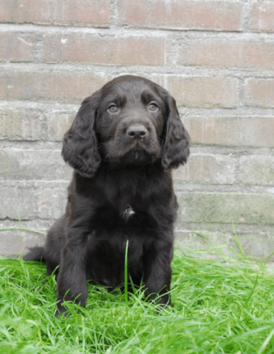 Oban, een van de pups uit het derde nest van Ayla - Fayah's Prinsenbos